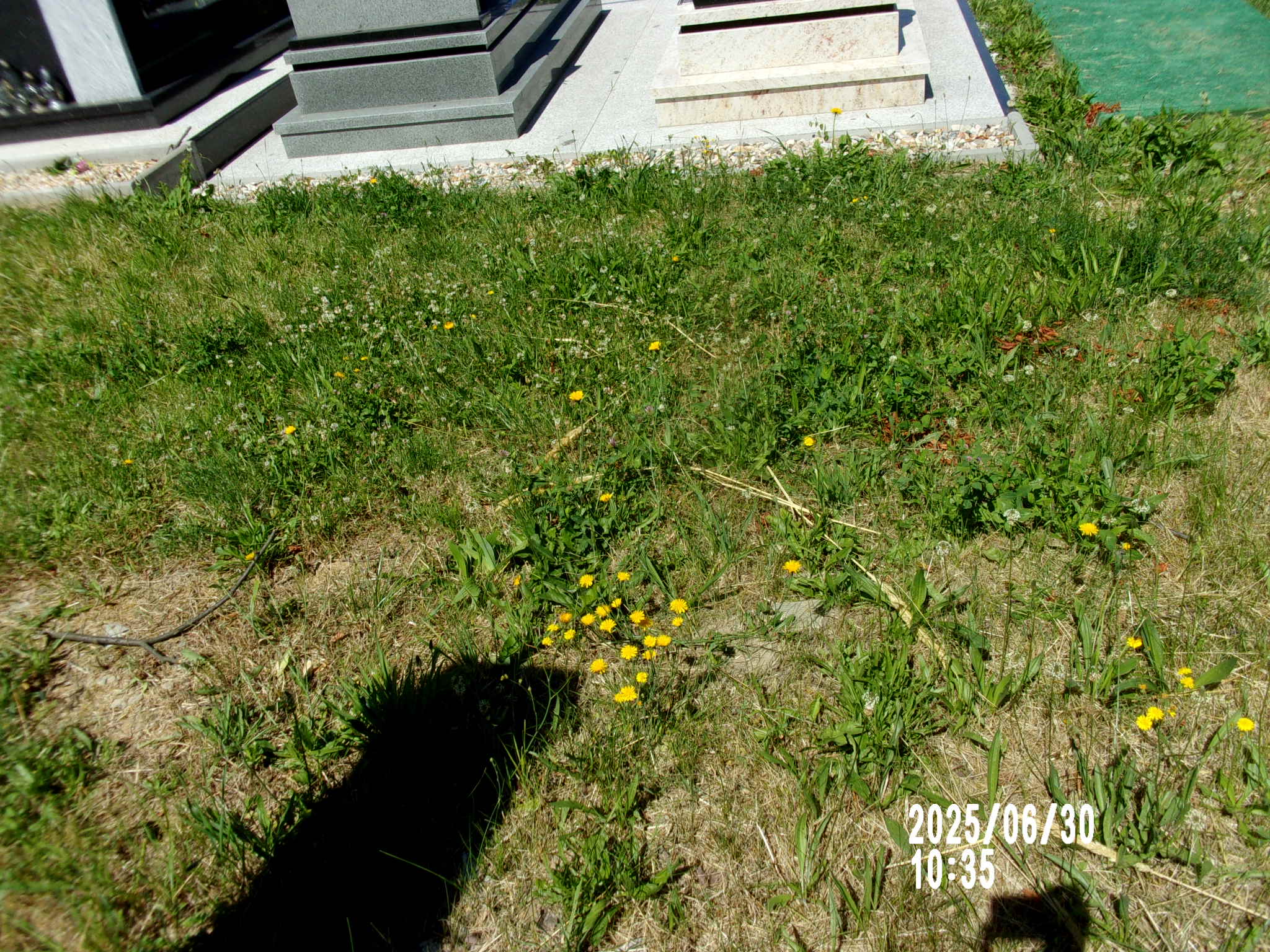  NN Zgorzelec - Grobonet - Wyszukiwarka osób pochowanych